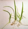 Sagittaria subulata Pfeilkraut Seegras (2).jpg