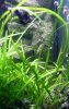 Sagittaria subulata Pfeilkraut Seegras (4).jpg