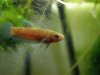 Betta persephone Ayer Hitam W.jpg