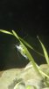 IMG-20170126-WA0018.jpeg
