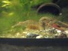 Macrobrachium sp. Red Claw.jpg
