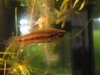 Betta rubra Aceh2.JPG