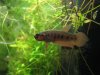 Betta rubra W1.jpg