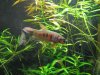Betta rubra Balz1.jpg