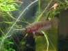 Betta rubra Balz6.jpg