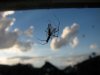 Zitterspinne2.jpg