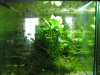 Anubias1.jpg