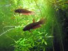 Betta rubra 1.jpg