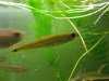 Iguanodectes geisleri1.jpg