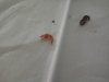 IMG_20170720_172635.jpg