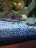 Amano mit Jelly.jpg