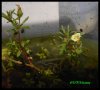 Limnophila indica.jpg