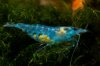 Super-Blue-Jelly-Garnele-DNZ.jpg