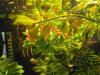 Ludwigia palustris.jpg