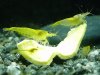 Yellow_Fire_04.jpg