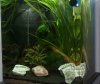 aquarium1,1.jpg
