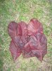 IMG_0080.JPG