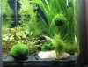 aquarium2.0.jpg