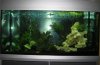 Aquarium 200L besetzt klein.JPG