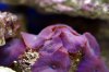 blaue-scheibenanemone-1.jpg