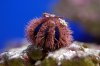 seeigel-1.jpg