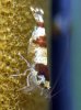 Superbeeshrimp-breeding-2.jpg