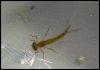 kleinlibellenlarve.jpg