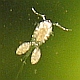 avatar23277_3.gif.jpg