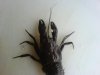 DSC02206.JPG
