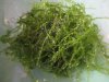 Moos Taxiphyllum barbieri.jpg