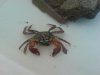 Perisesarma eumolpe.JPG