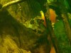 dsc00213rdp39.jpg
