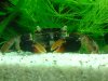 dsc000535kobp.jpg