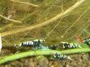 G-F Mischer u. Low Grade 3.jpg