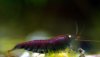 blue-red-tiger-1.jpg