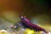 blue-red-tiger-2.jpg