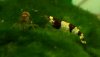 1NewBee.JPG