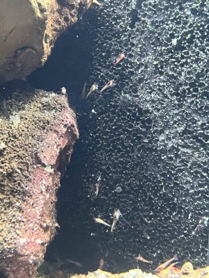 Garnelen am Filter.jpg