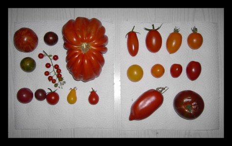 Tomatensorten.jpg