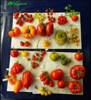 Tomatensortiment2019.jpg