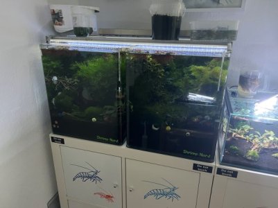 Die letzten 2 60er.JPG