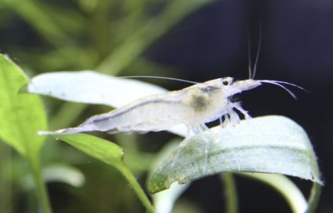 amano1.jpg