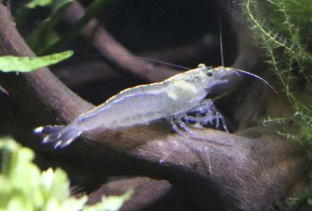 amano2.jpg