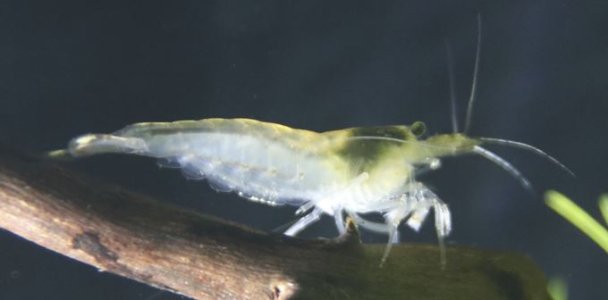 amano3.jpg