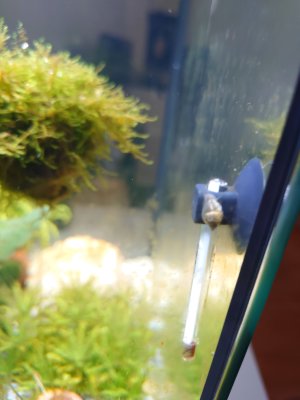 Schnecke.jpg