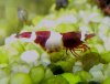 P1090046 Red Bee 1.jpg