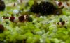 P1090050 Red Bee 2.jpg