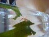 DSC02634.JPG