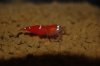 DSC_0056_600x600_100KB.jpg