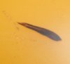 081026 Scheibenwurm3.jpg